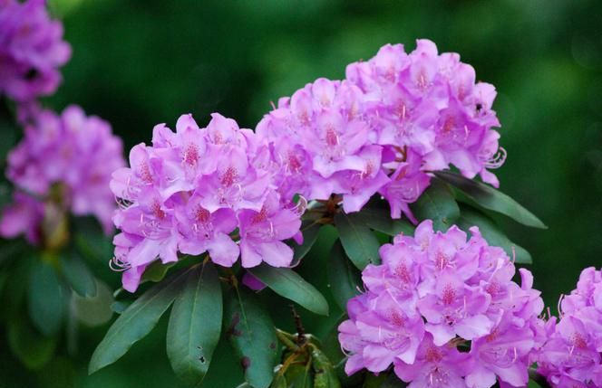 «Рододендроны (Rhododendrons): как выращивать и выращивать рододендроны