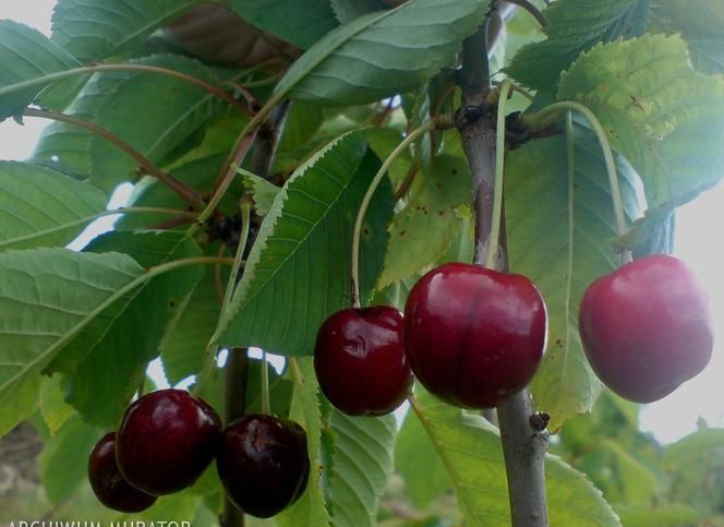 Trešnje: rezati trešnje. Kada i kako obrezati trešnje
