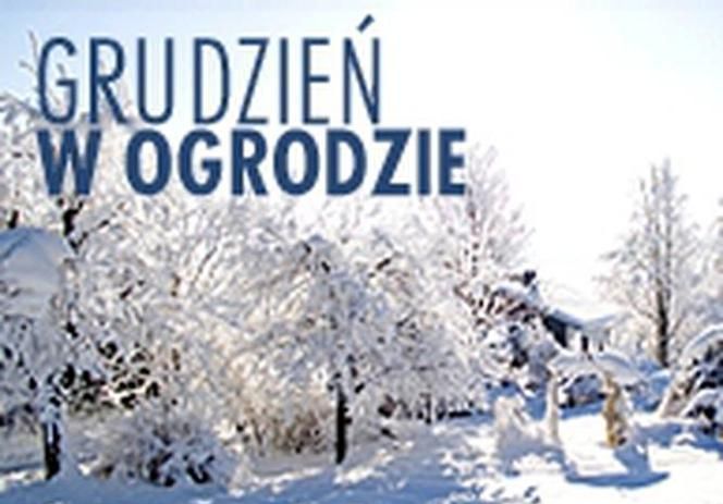Prosinac u vrtu: kako brinuti o biljkama zimi?
