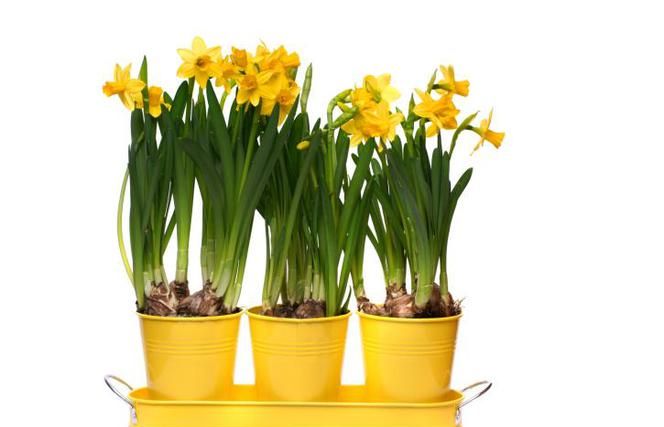 Narcisi u loncima - trebate li pretjerati? (Savjet stručnjaka)