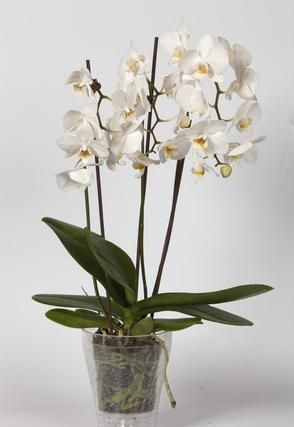 Orchid má veľa listov (tip pre odborníkov)