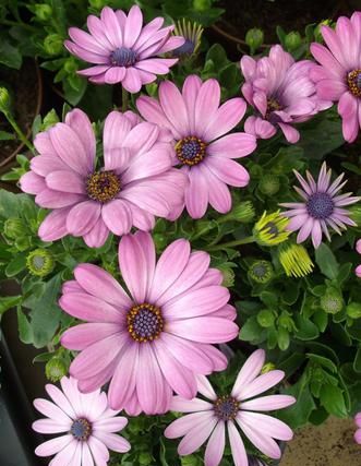 Osteospermum: твърде много поливане? (Съвет на експерт)