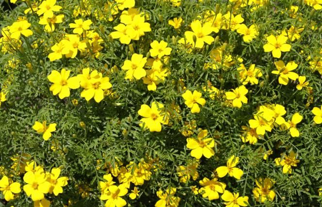 Tagetes - turks - Tagetes. Vrste nevena za vrt i balkon