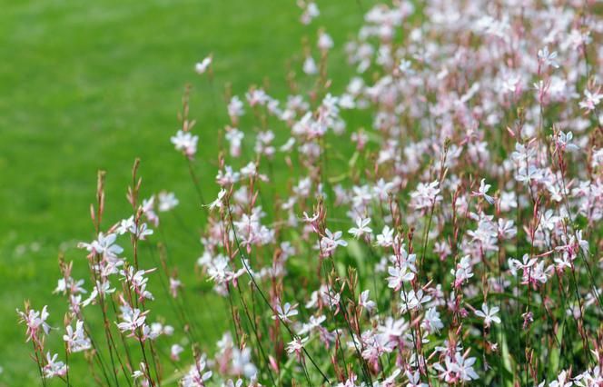 Gaura - zaujímavá rastlina so záhradnými zľavami a pre nádoby na balkóne