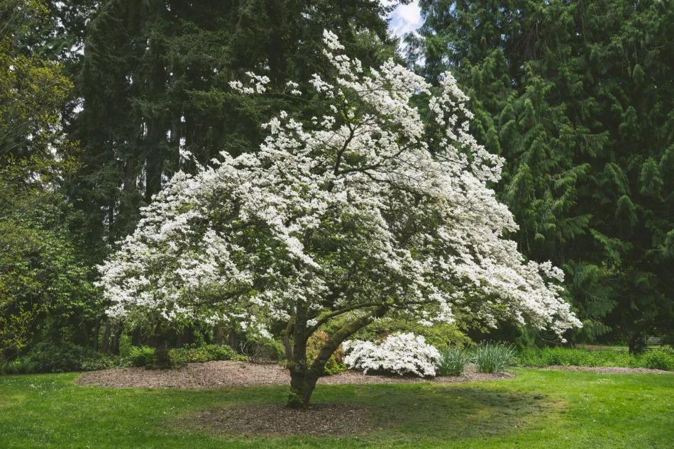 Кизил цветущий (Cornus florida) - требования, выращивание, использование