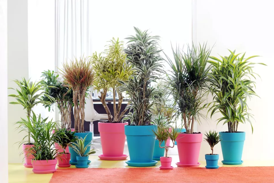 Dracaena - uzgoj, vrste, sorte, njega. Kako uzgajati dracaenu kod kuće