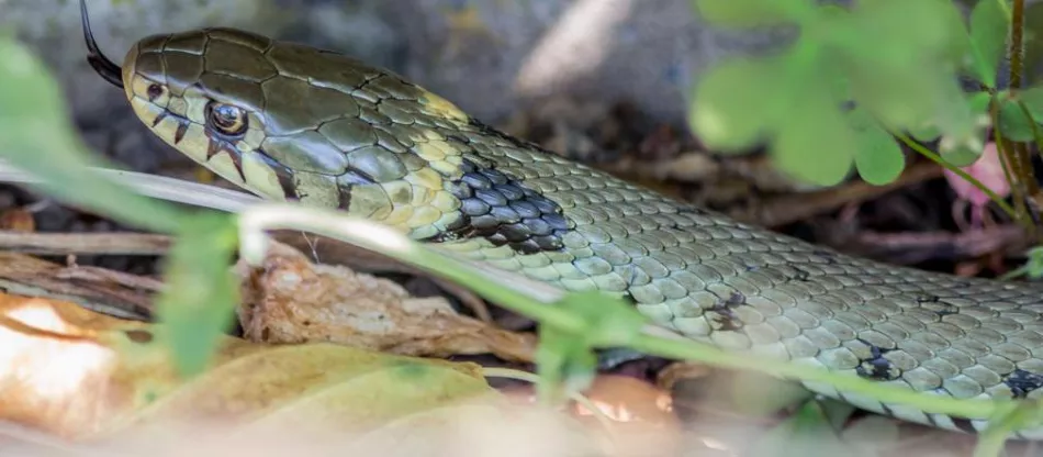 Gaje in počasne črvi na vrtu – ali se jih moramo bati?