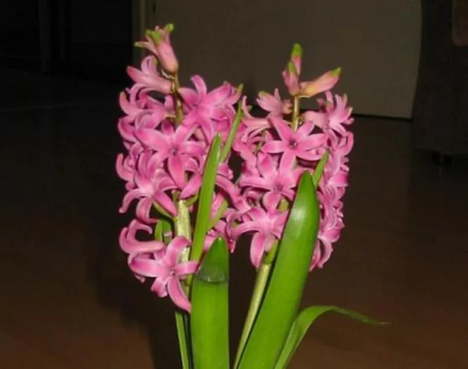 Hyacinty v črepníku vädnú listy a cibuľky zmäknú (Tip odborníka)