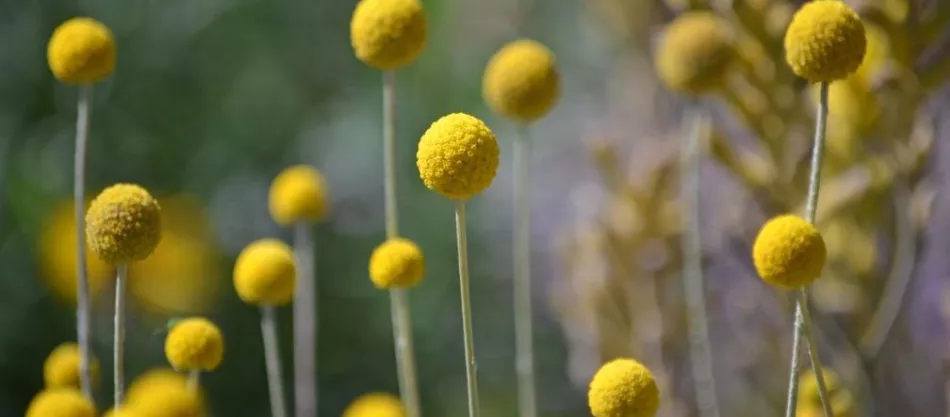 Craspedia globosa (Craspedia globosa) - интересно растение за бордюри. Отглеждане, грижи и използване на краспедия