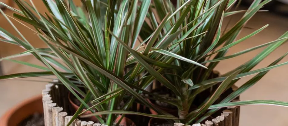 Драконово дерево (dracaena dragona) в горшке – как его вырастить?