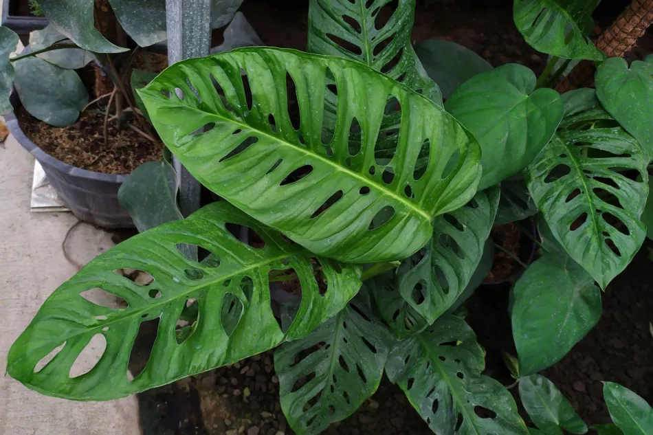 Monstera laniata, trópy doma! Ako sa starať o monsteru laniata?