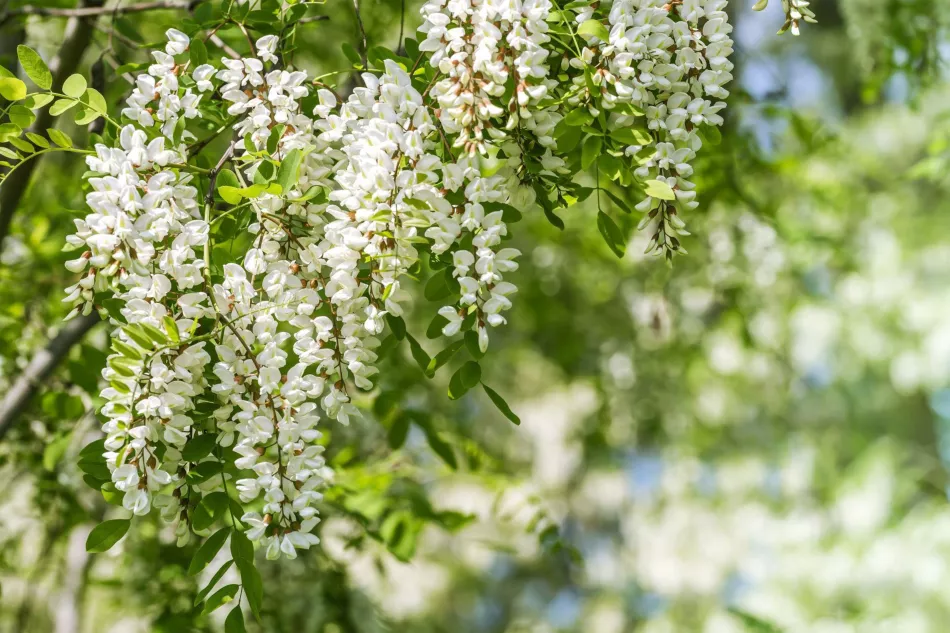 Robinia akacija, poznata i kao bagrem - medonosno drvo s mirisnim cvjetovima. Isplati li se saditi u vrtu?