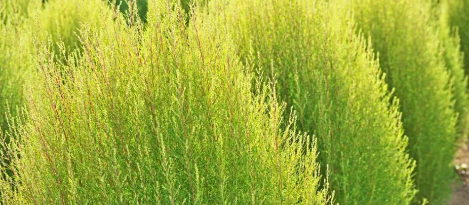 Жакула (Kochia scoparia) - выращивание, уход, размножение, использование