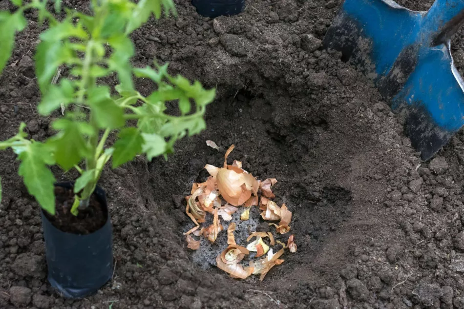 Cibuľové šupky nevyhadzujte! Vyrobíte z nich niečo veľmi cenné pre vaše rastliny