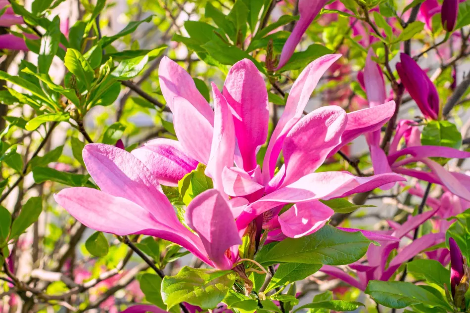 Sorte magnolije preporučuju se za male i velike vrtove. Koju sortu magnolije odabrati?