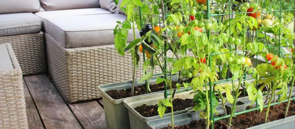Chyby pri výsadbe zeleninovej záhradky na balkóne – ako sa im vyhnúť?