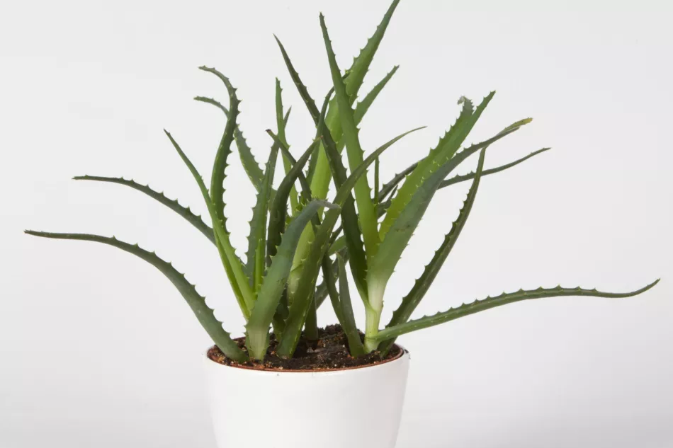 Aloe - črepníkový kvet. Pestovanie a vlastnosti aloe vera - ako pestovať aloe vera v kvetináči?