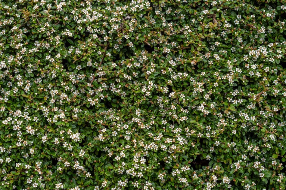 Хоризонтален cotoneaster - изисквания, отглеждане, грижи, приложение