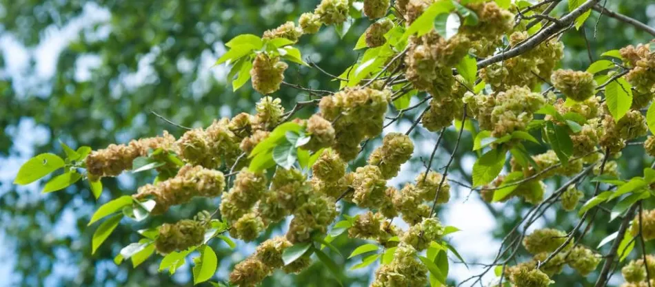 Вяз белый (Ulmus laevis) – описание, посадка, выращивание и уход