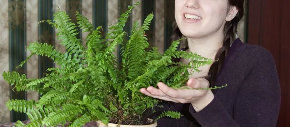 Domáca papraď – ako sa starať o papraďorasty v črepníkoch?