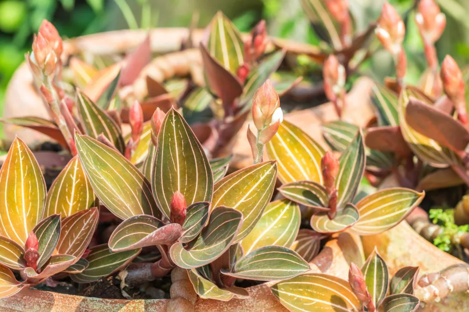 Ludisia discolor (гемария) - стелющаяся орхидея. Выращивание лудизии в домашних условиях