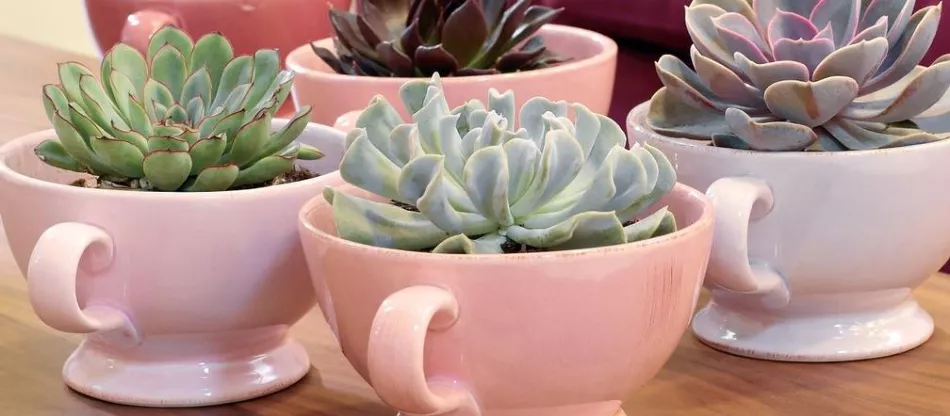 Echeveria elegans - модный суккулент, именуемый каменной розой