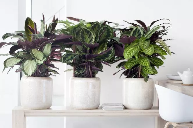 Калатея (Calathea): растение в горшке с красивыми листьями. ФОТО и ВИДЕО