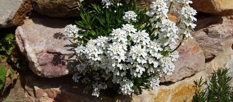Вечнозеленое платье (Iberis sempervirens) - описание, требования, выращивание, уход, применение, сорта
