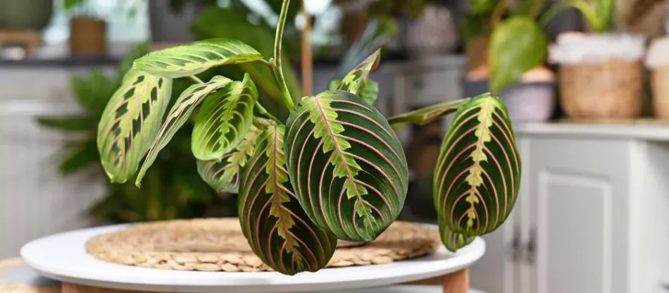 Маранта (Maranta) - модное комнатное растение! Как вырастить маранту в домашних условиях