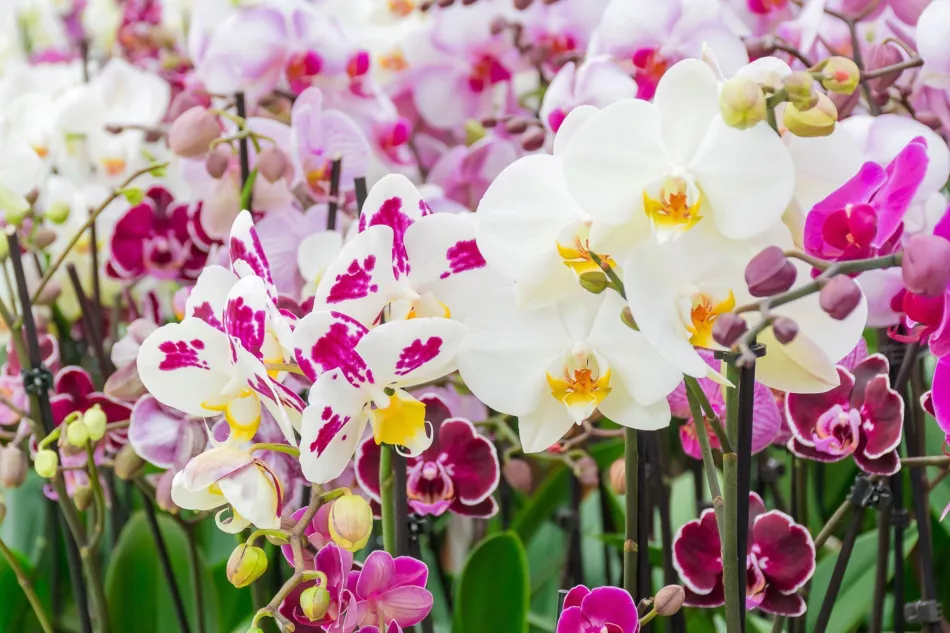 Zalievajte tým orchidey. Domáce hnojivo robí zázraky. Necháva ich prasknúť kvetmi