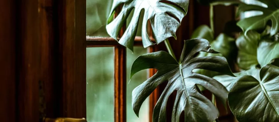 Monstera deliciosa - отглеждане, болести и размножаване
