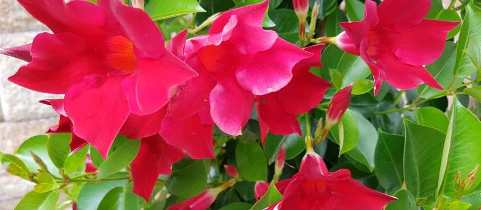 Dipladenia (mandevilla) - домашна катерушка за балкони и тераси. Отглеждане и грижи за дипладения