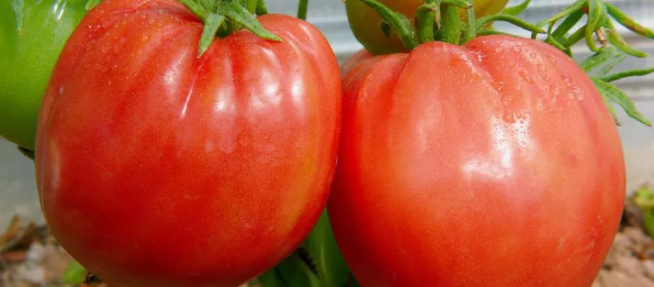 Rajčata z buvolího srdce - jak vypěstovat rajče z buvolího srdce?