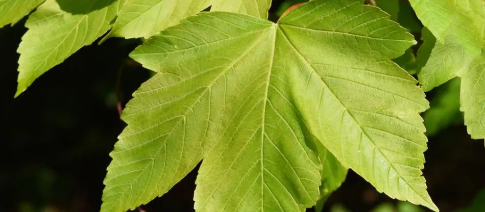 Клен платановый (Acer pseudoplatanus) – характеристика, выращивание, уход, применение