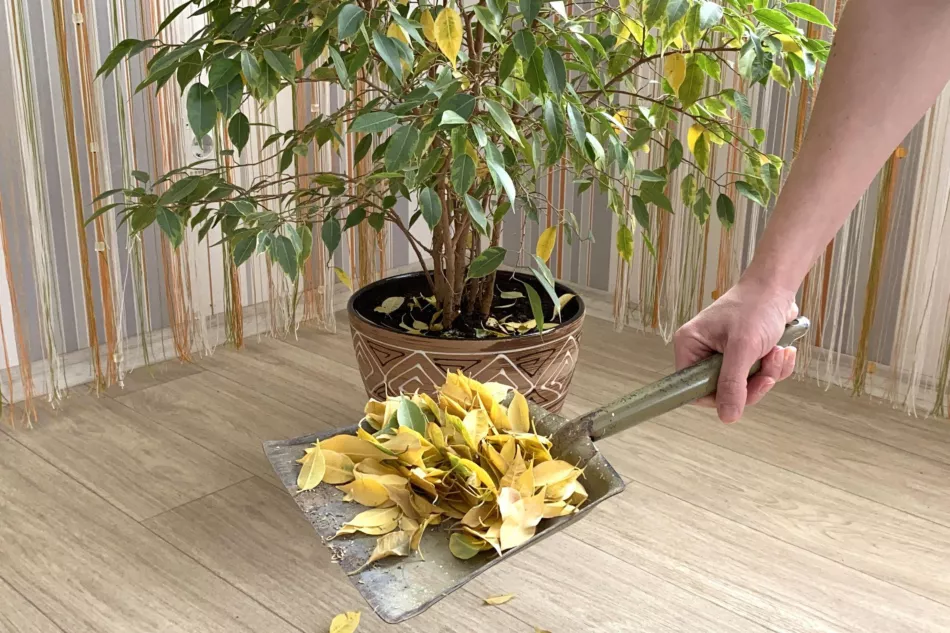 Ficus benjamin stráca listy - čo robiť? Ako zabrániť padaniu listov? Toto je bežný problém