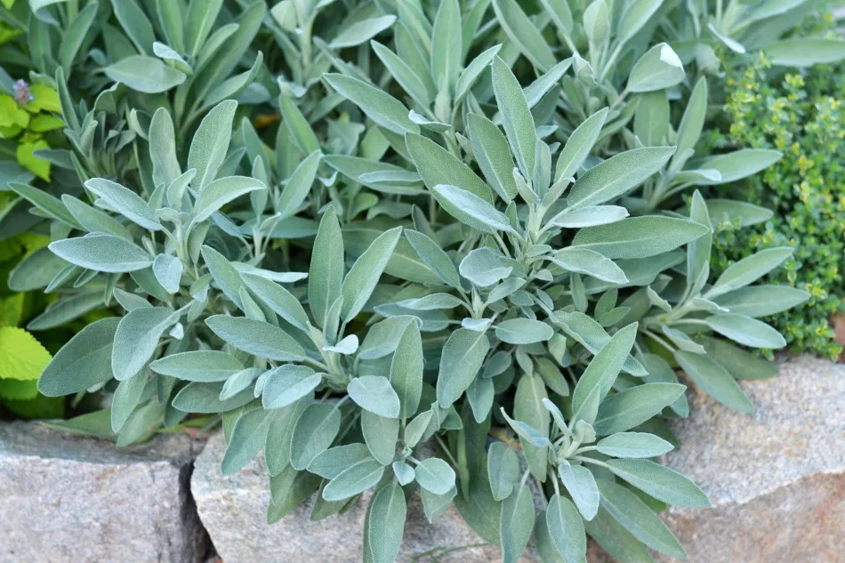 Salvia officinalis - отглеждане в билкова градина и в саксия, лечебни свойства на салвията