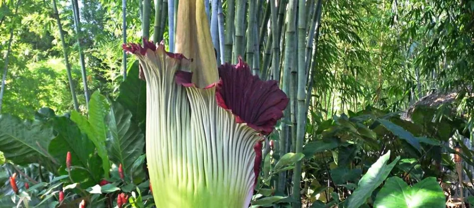 Amorphophallus titanum - dünyanın en büyük çiçeği