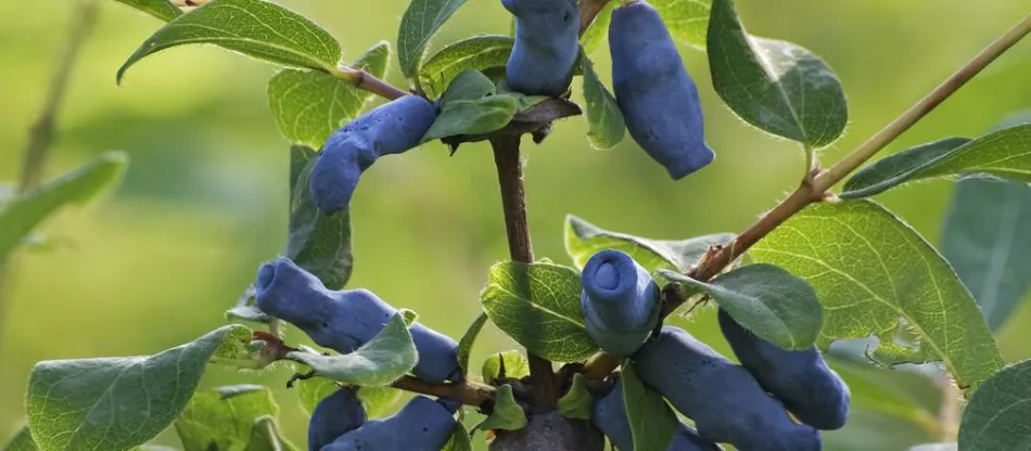 Dajú sa kamčatské bobule presadiť? (Odborná rada)