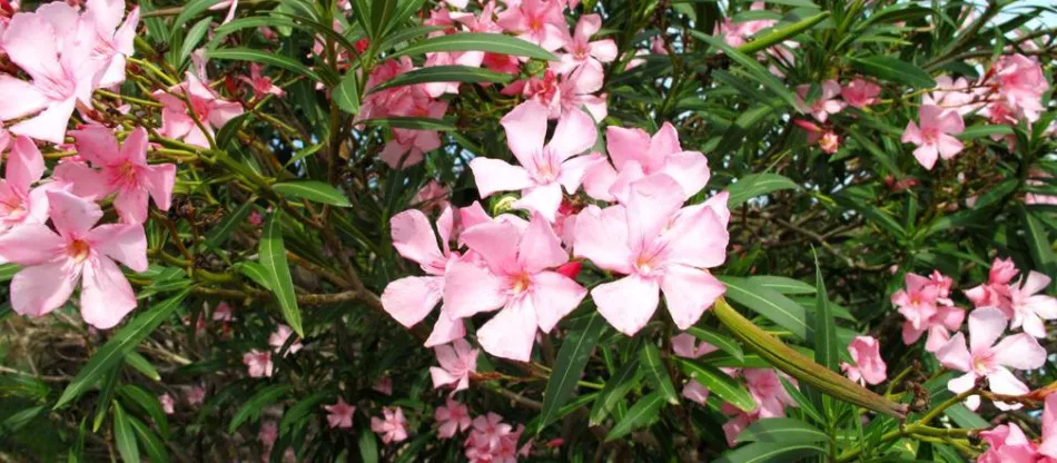 Oleander - pestovanie, starostlivosť, choroby, skladovanie, odrody oleandrov