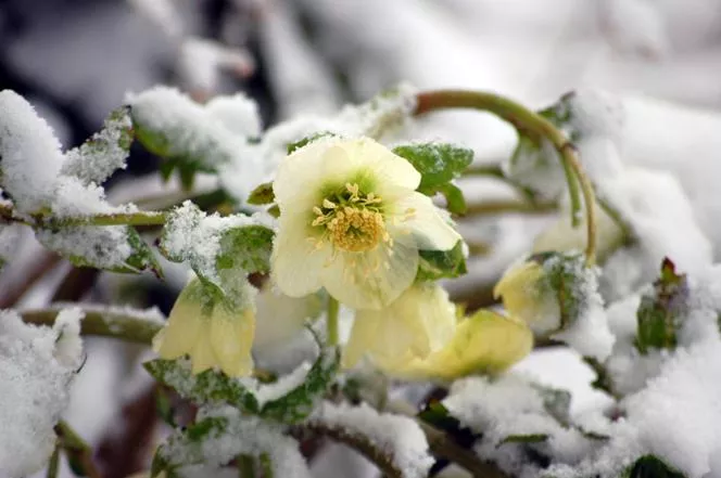 Hellebore - Helleborus в градината. Отглеждане на чемерика
