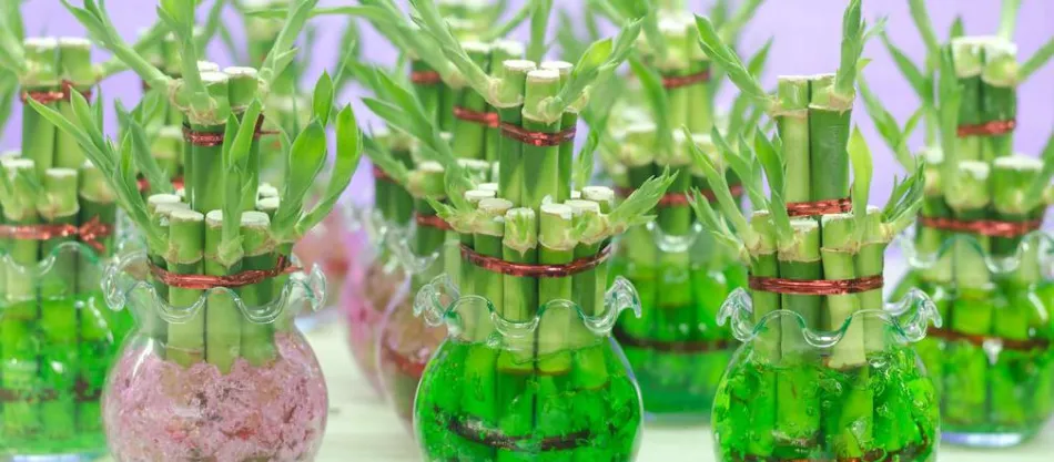 Бамбук в горшке - как вырастить Lucky Bamboo