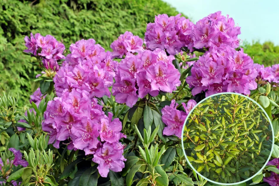 Kdy rododendrony kvetou? Proč rododendron nekvete - jaké jsou důvody?