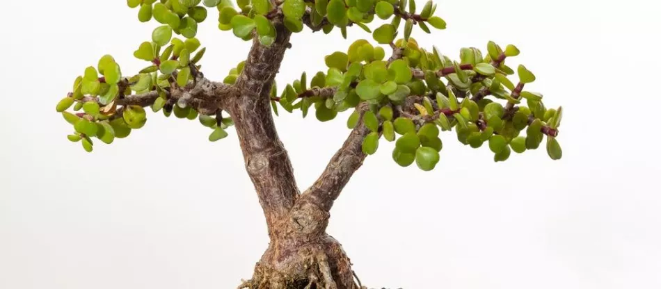 Portulacaria afra - отличный суккулент для дерева бонсай