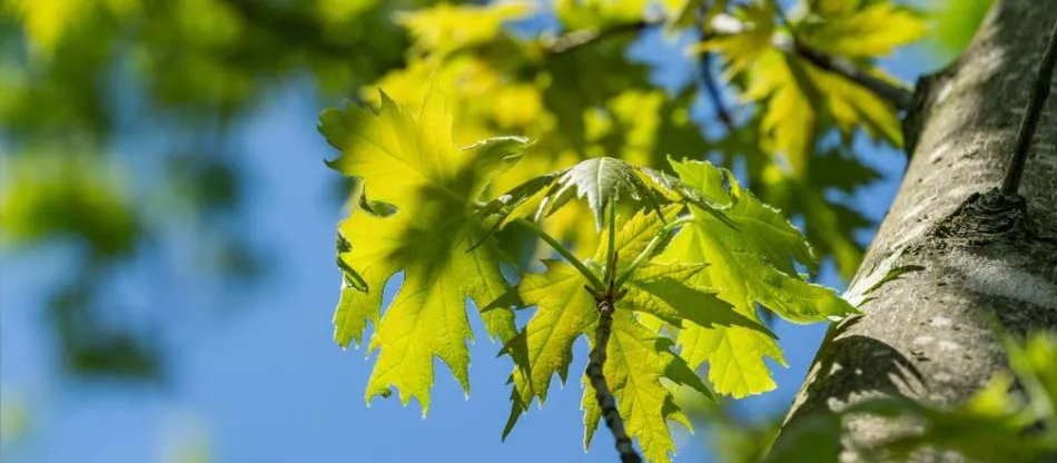 Клен серебристый (Acer saccharinum) - выращивание, уход, формирование, применение