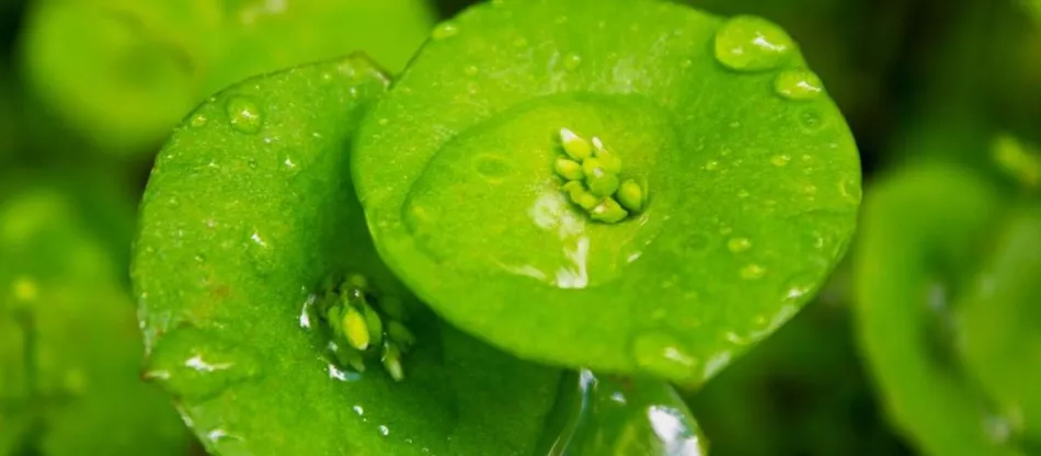 Claytonia perfoliata – выращивание в саду и на балконе