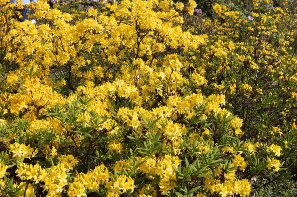Pontijska azaleja (žuti rododendron) - zahtjevi, uzgoj, njega pontijske azaleje