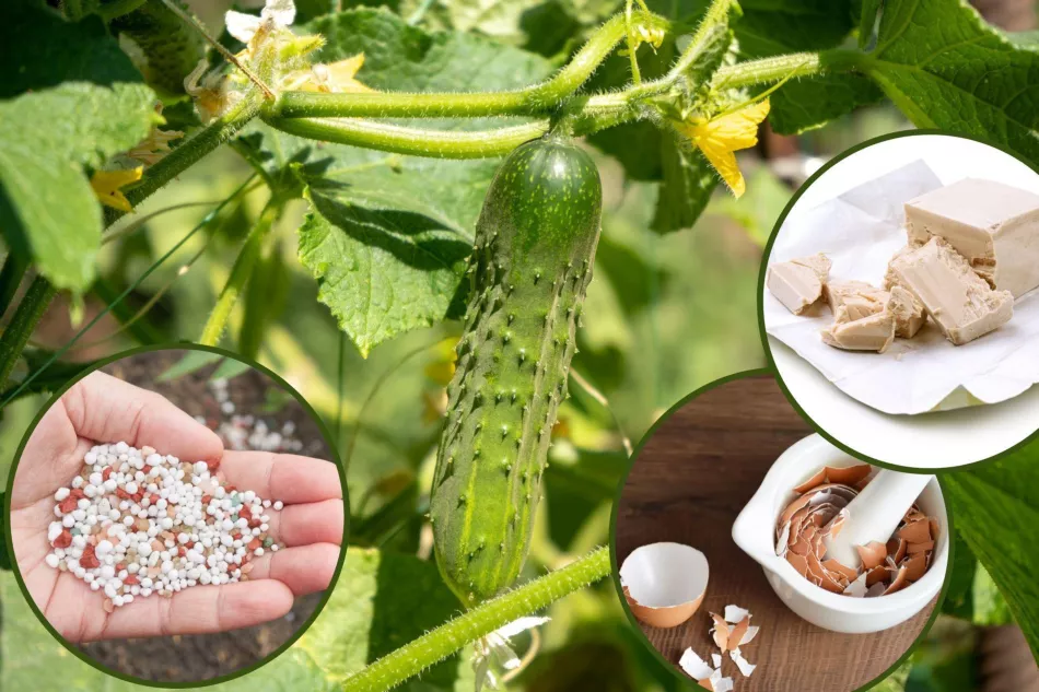Pripravte si vitamínovú bombu pre uhorky! Na kríkoch ich bude dosť, zdravých a chrumkavých