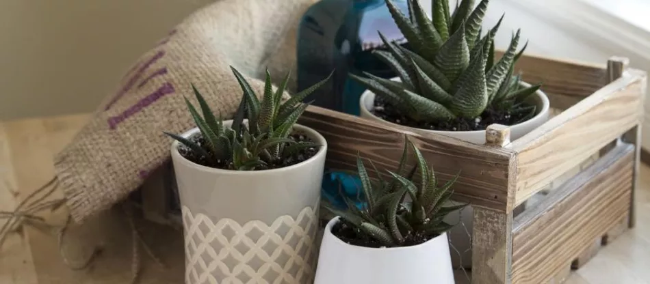 Хаворсия (haworthia) – требования, выращивание, размножение, применение