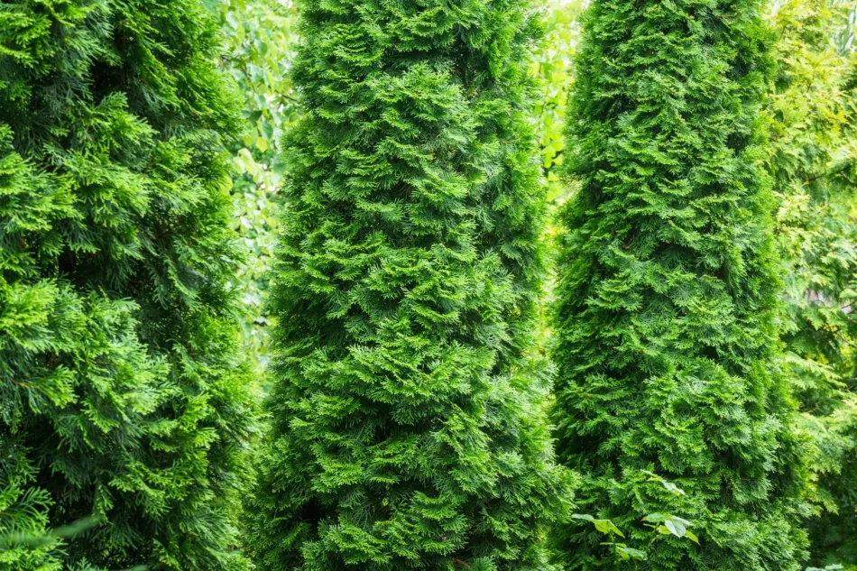 Výsadba tuje Emerald - kedy a ako vysádzať tuje Emerald na živý plot?