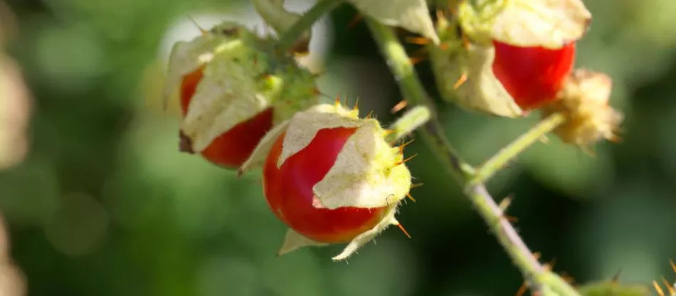 Šiljasta liči rajčica (Hi-leaved nightshade) - malo poznato povrće. Uzgoj, njega, korištenje